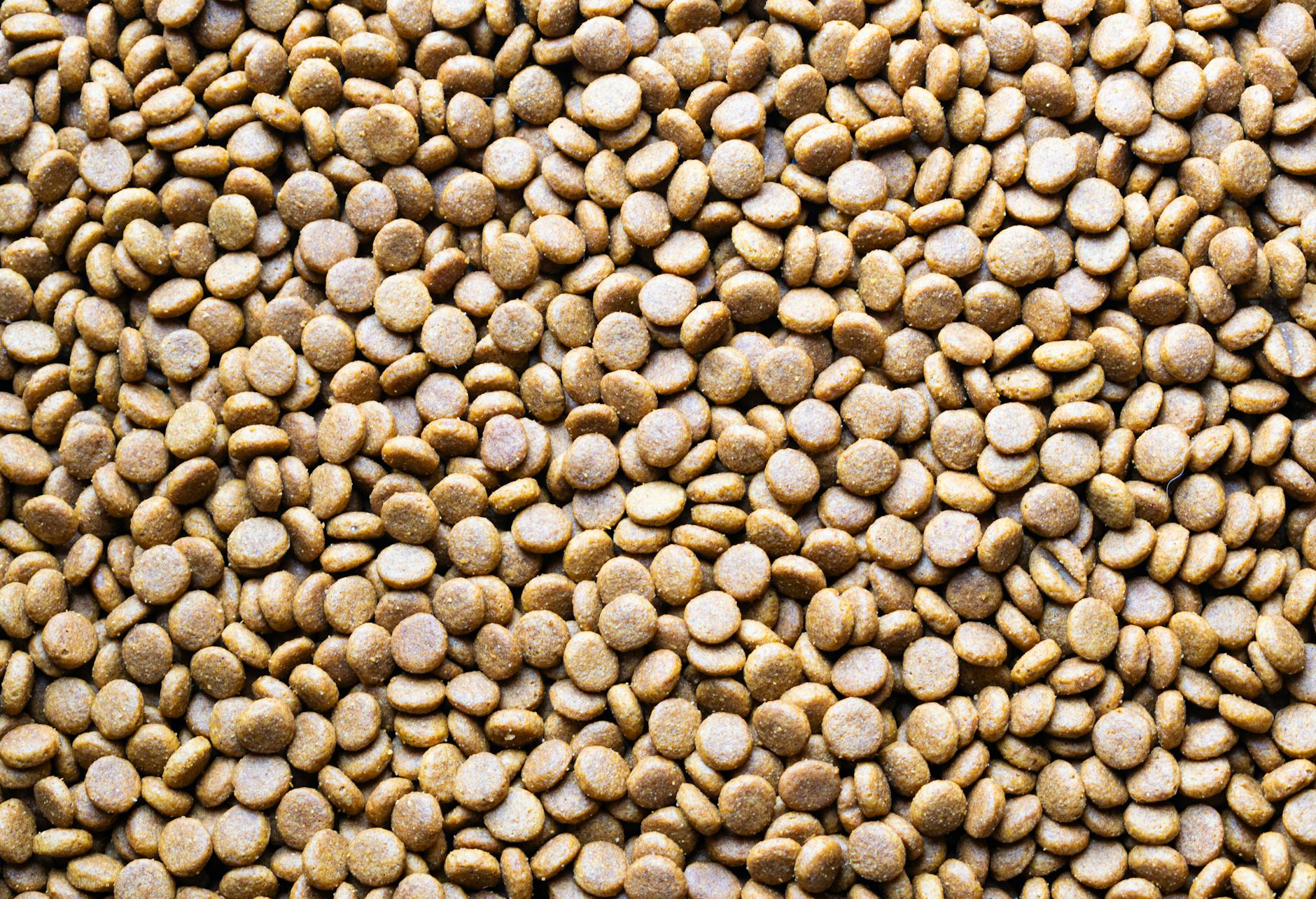 Rozsypane granulki karmy przypominające pellet na zbliżeniu
