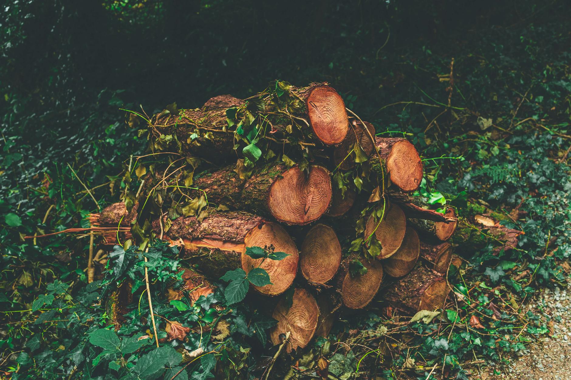 Stos porąbanego drewna liściastego na tle zieleni ogrodu